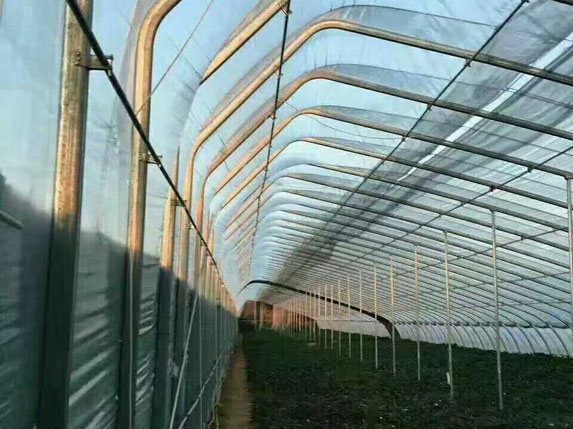 無(wú)后墻溫室大棚（帶一趟立柱）骨架圖片